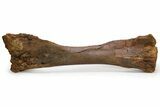 Fossil Hadrosaur (Edmontosaurus) Tibia Bone - Wyoming #304608-1